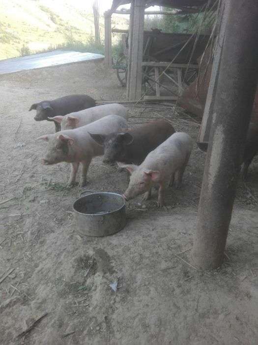 Anunturi Gratuite Animale Domestice Si Pasari Porci In Tulcea