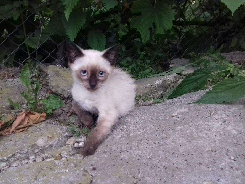 Anunturi Gratuite Caini, pisici- Pisici in Dambovita