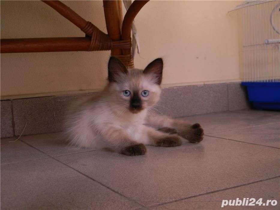 Pui Pisica Birmaneza