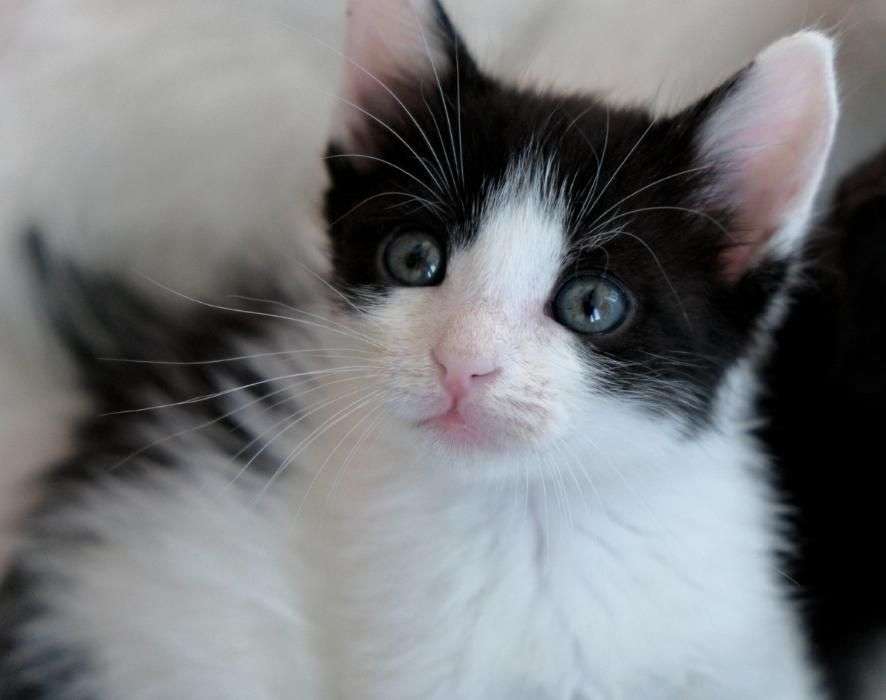 Pisicuta Adorabila Si Jucausa In Cautare De Stapan