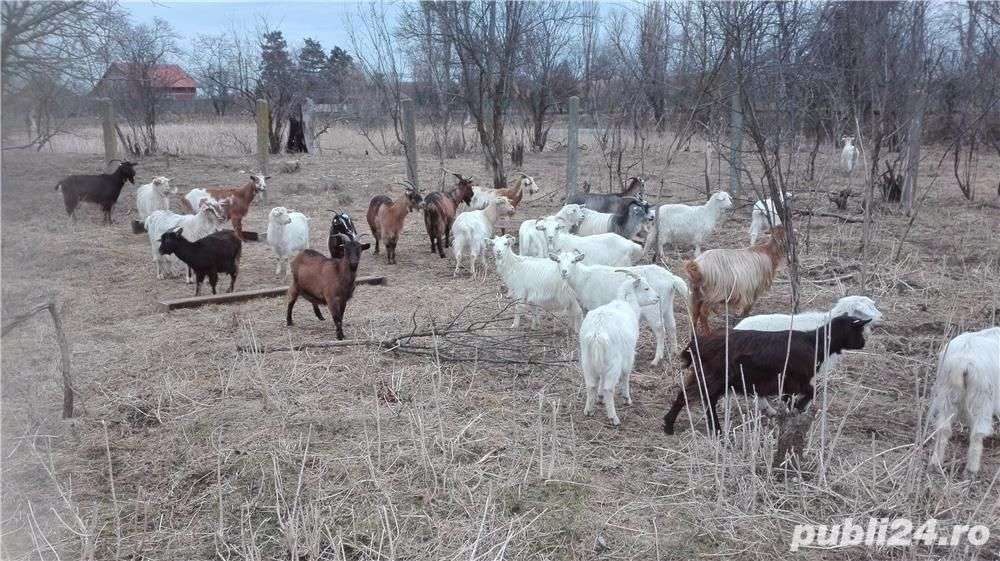 Anunturi Gratuite Animale domestice si pasari- Capre in Timis
