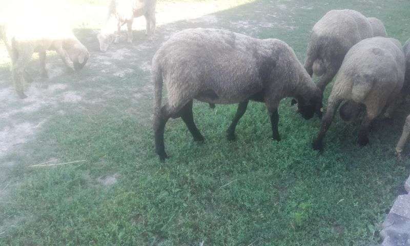 Anunturi Gratuite Animale Domestice Si Pasari Oi In Braila