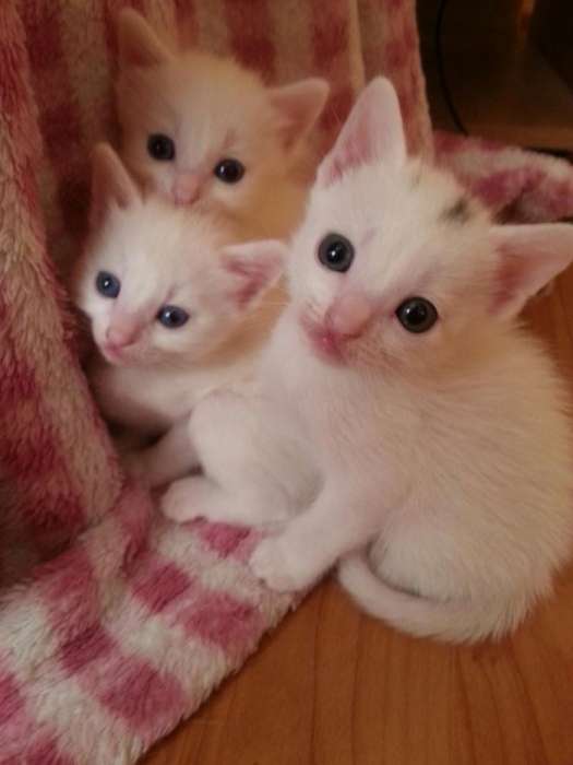 Pui Pisica Angora