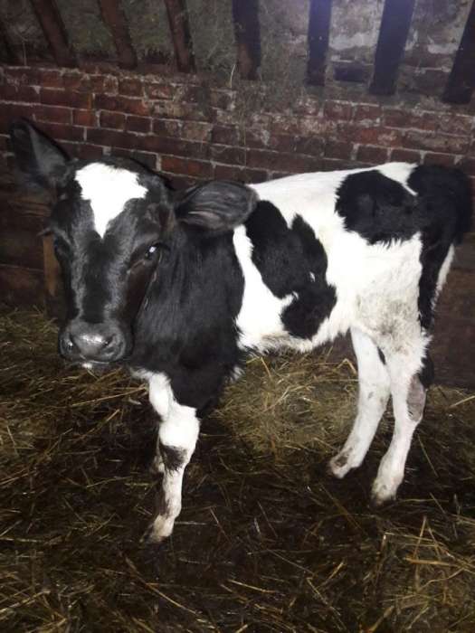 Anunturi Gratuite Animale domestice si pasari- Vaci in Timis
