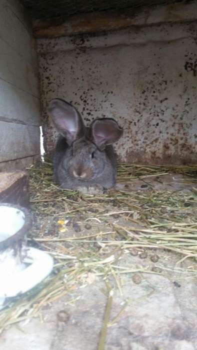 Anunturi Gratuite Animale Domestice Si Pasari Capre In Cluj