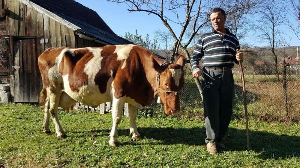 Anunturi Gratuite Animale domestice si pasari- Vaci in Timis