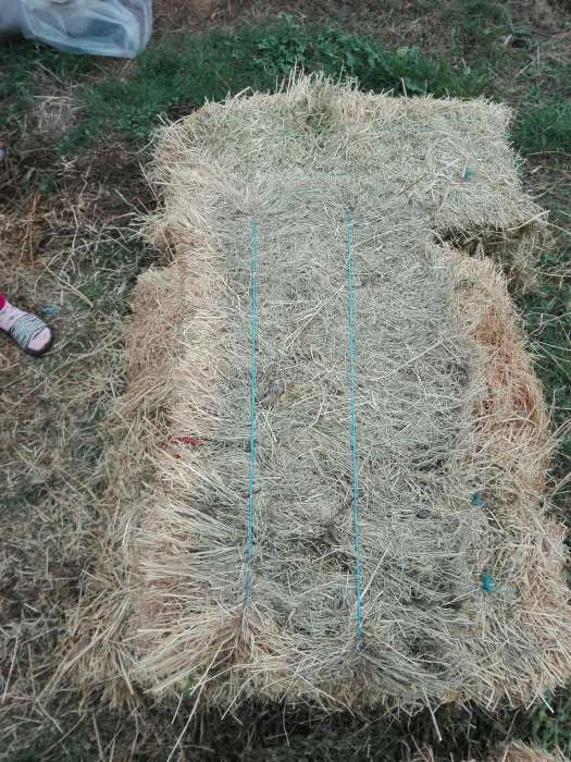 Anunturi Gratuite Animale domestice si pasari- Vaci in Timis