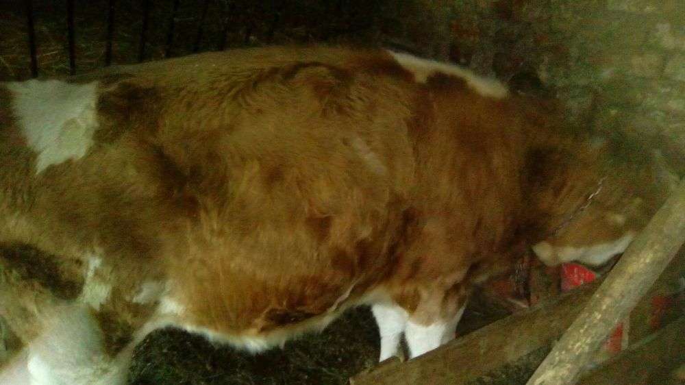 Anunturi Gratuite Animale domestice si pasari- Vaci in Timis