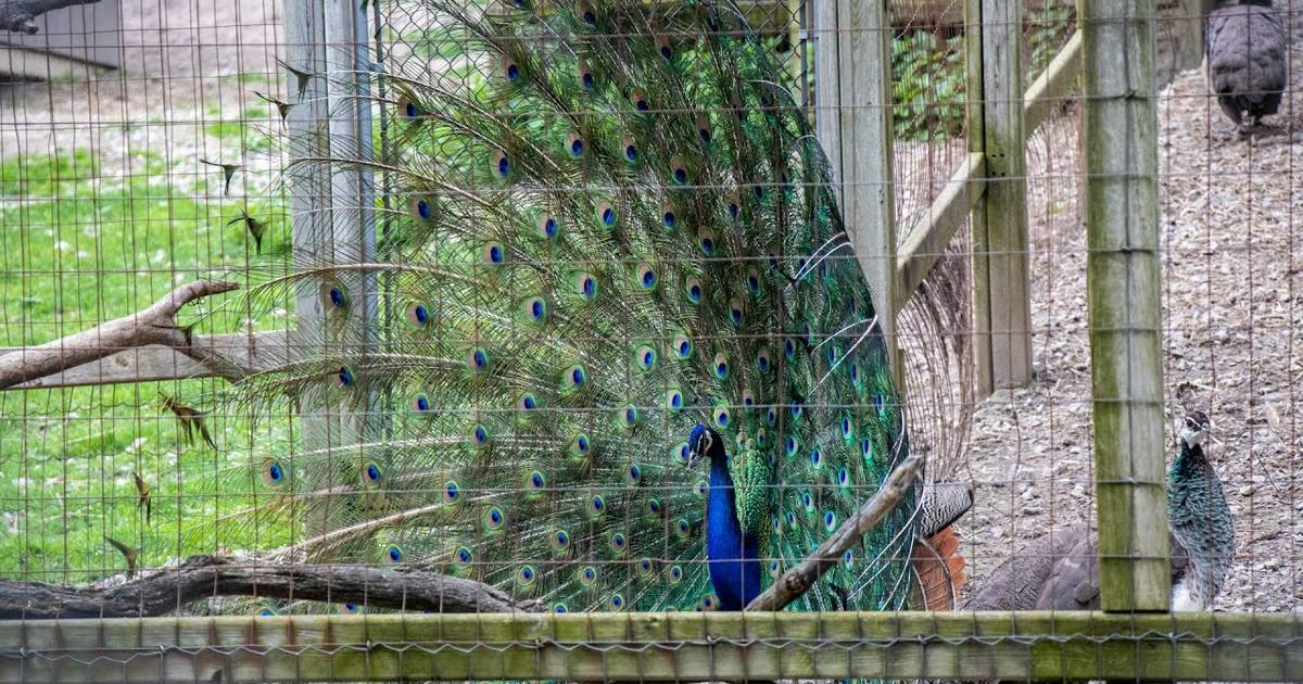 High Park Zoo in Toronto gets you up close to cute animals