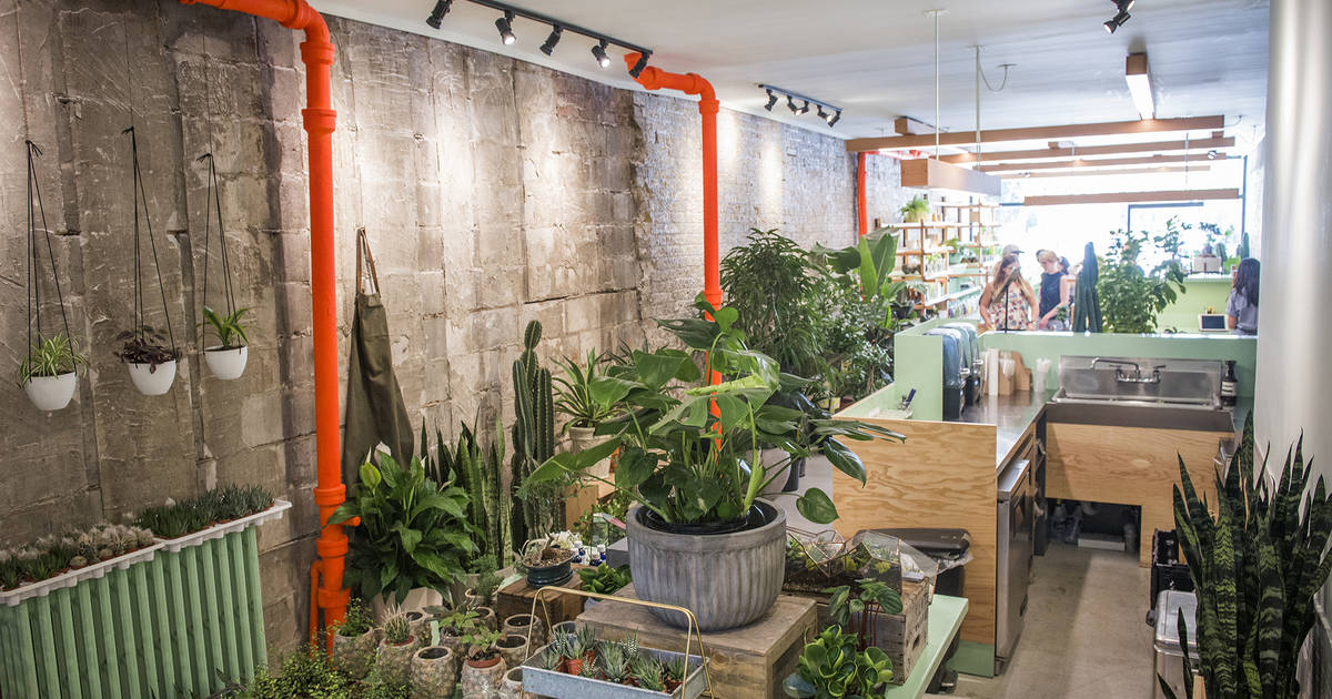 The Top 10 Stores For Indoor Plants In Toronto