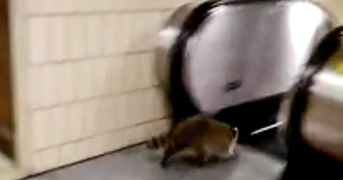 Raccoon takes ride on escalator at TTC subway station