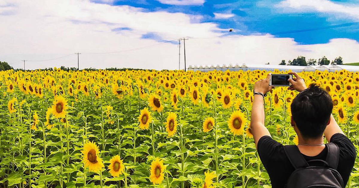 This massive sunflower field is just an hour from Toronto