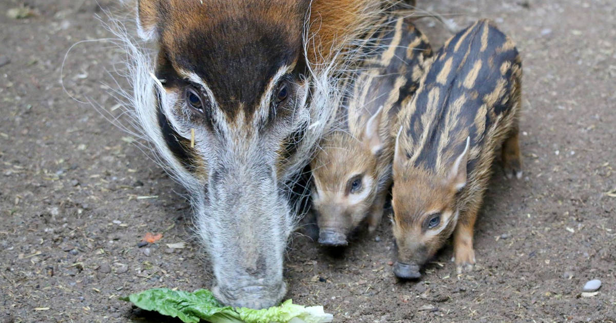 The 5 cutest baby animals at the Toronto Zoo right now
