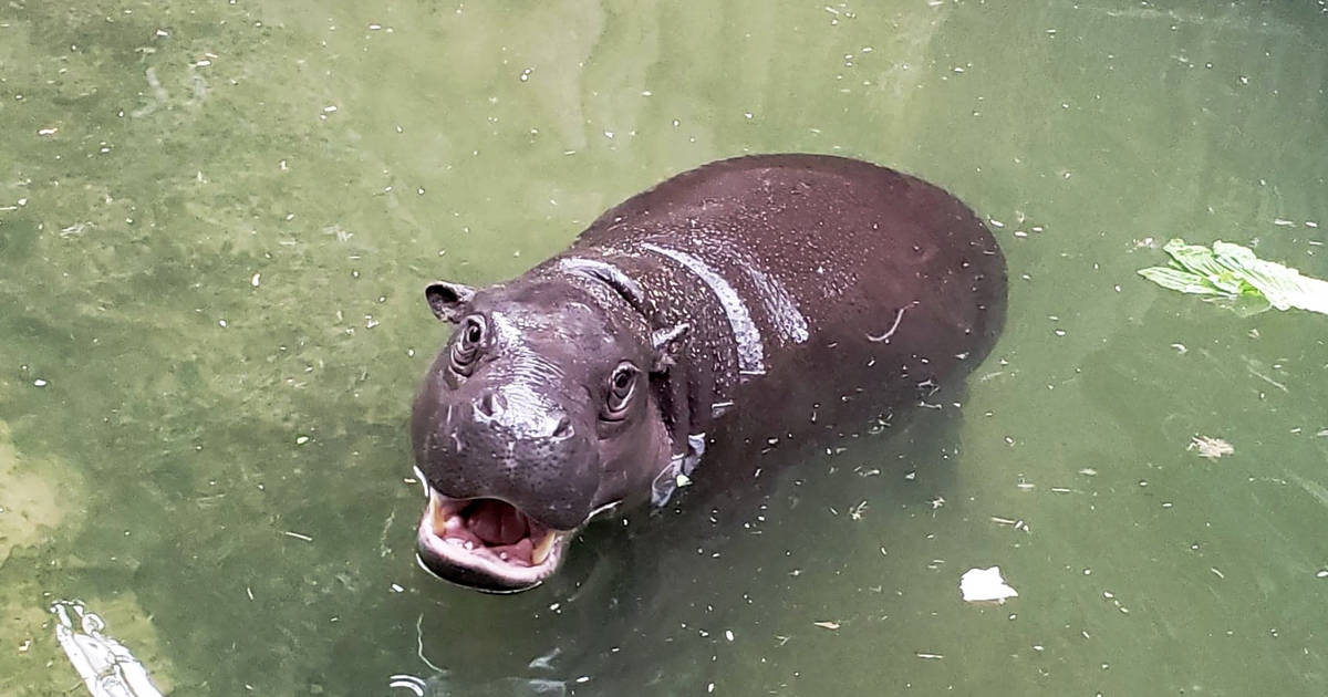 Huge Demand For Scenic Safari Crashes Toronto Zoo S Website