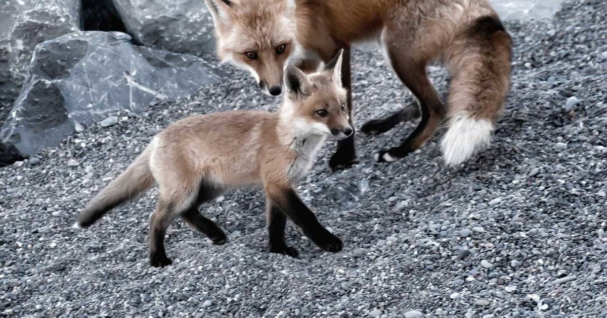 People In Toronto Keep Visiting The Cute Family Of Foxes In The