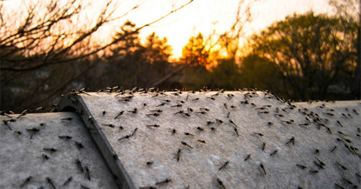 Toronto again under attack by swarms of tiny insects