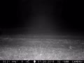 Wildlife camera captures echidna