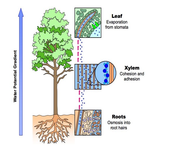 Explain the role of stomata in transpiration. Class Twelve Biology