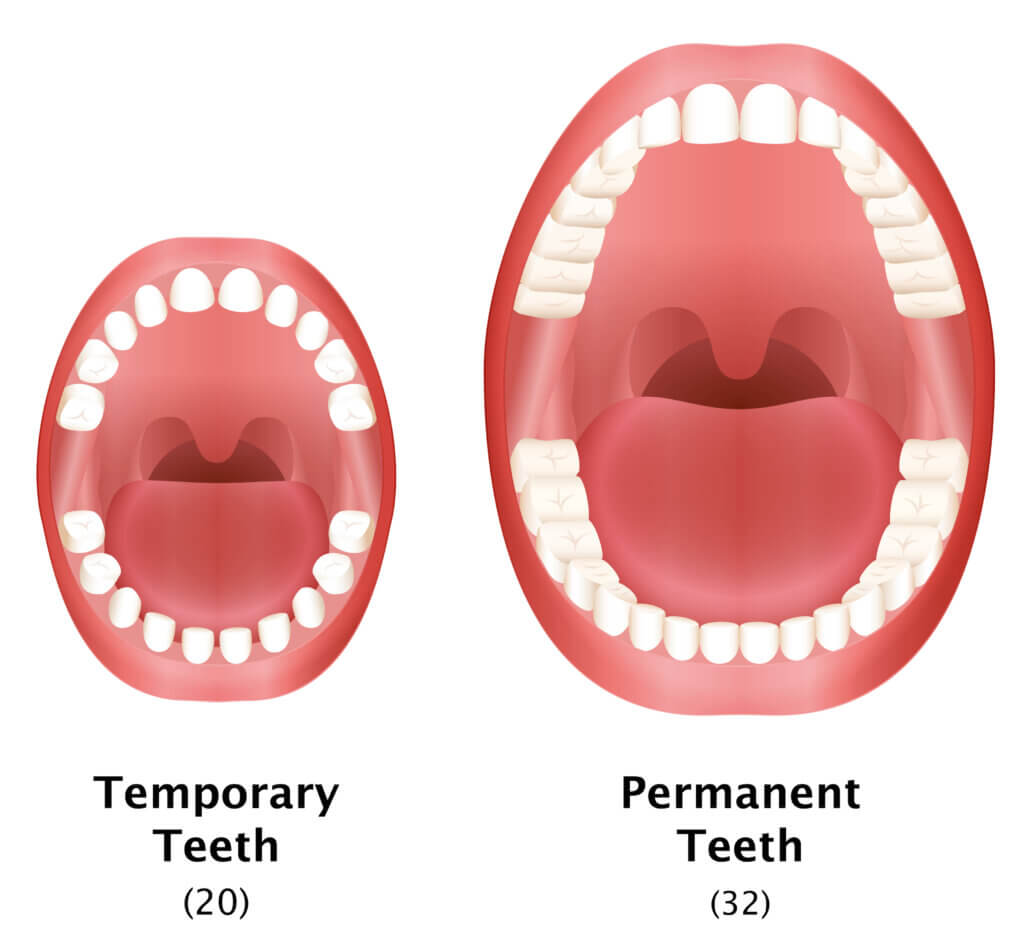 Baby Teeth vs. Permanent Teeth The Difference Sedaros Oral Surgery