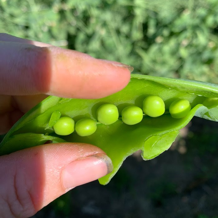 Peas.