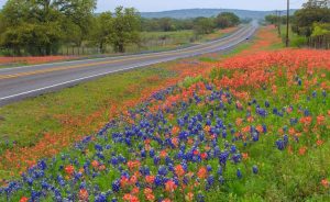 Blue and red bluebonnets in San Antonio, TX