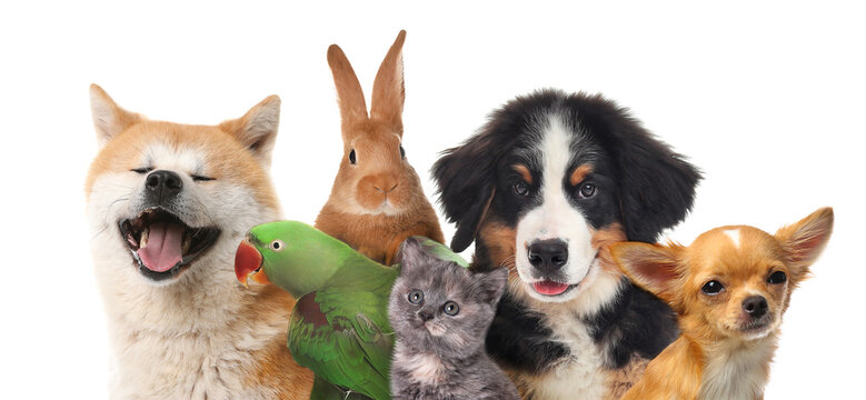 Summer Threats to Your Pet’s Health