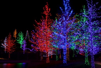 Trees tightly wrapped in LED lights for the Christmas holidays.