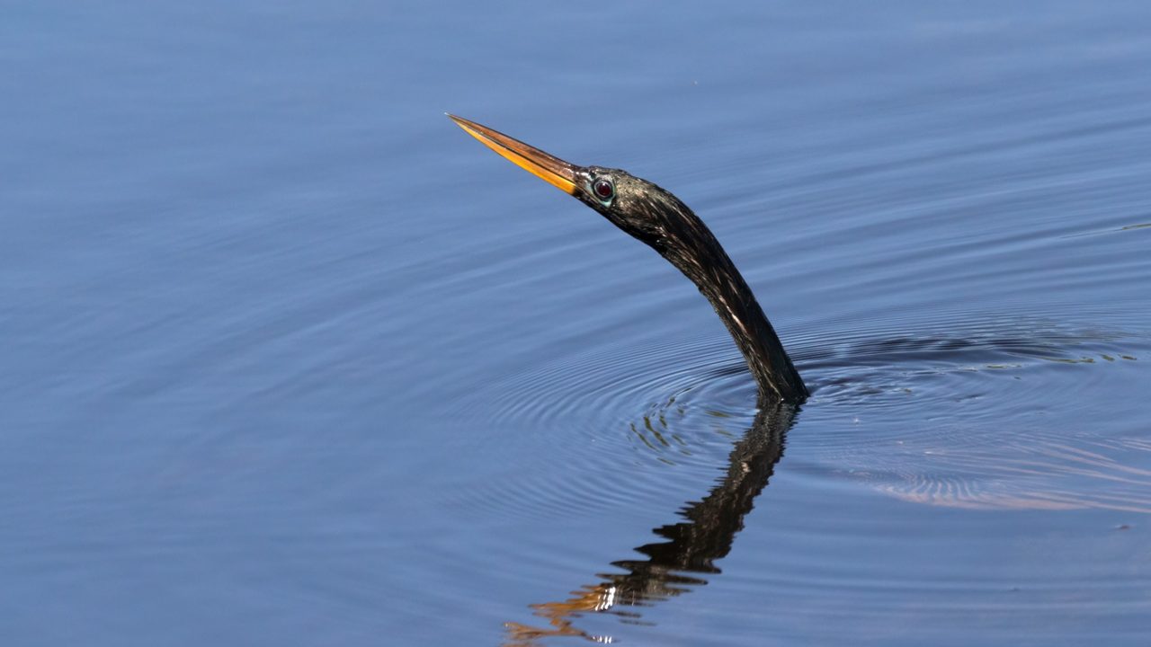 Anhinga swimming with neck above water in Southeast Georgia marsh