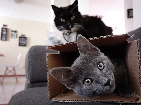 Best Tips for Moving with Pets