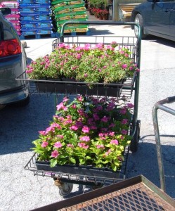 CA 2 flowers in cart