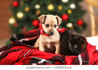 Should You Give Pets as Holiday Gifts?