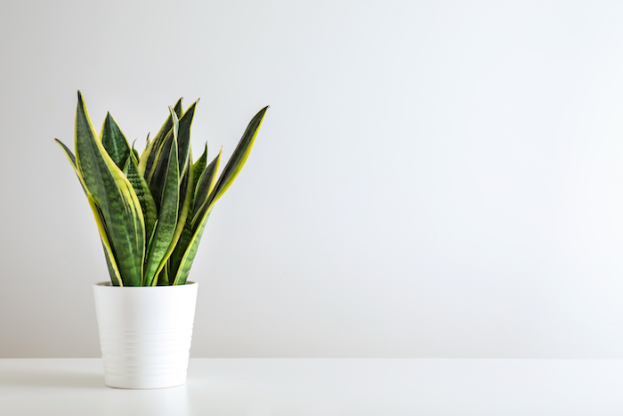 snake plant. 