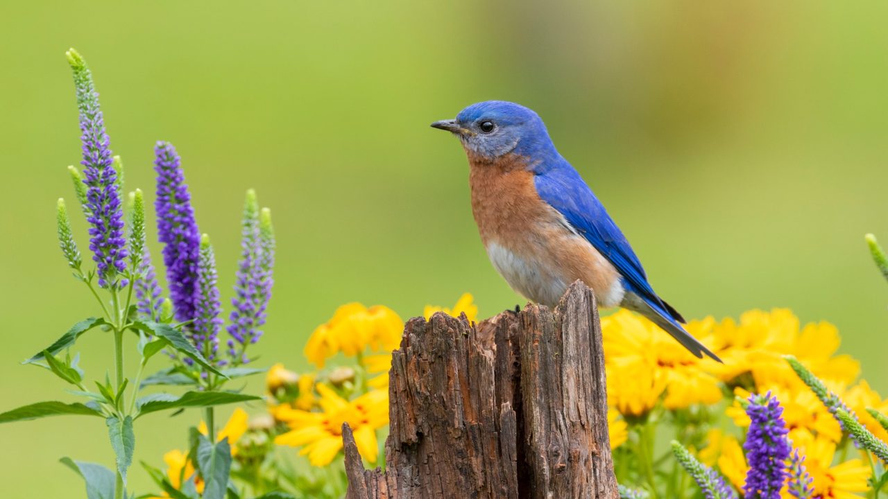 Eastern bluebird perched on a wooden post with flowers in a Southeast Georgia backyard