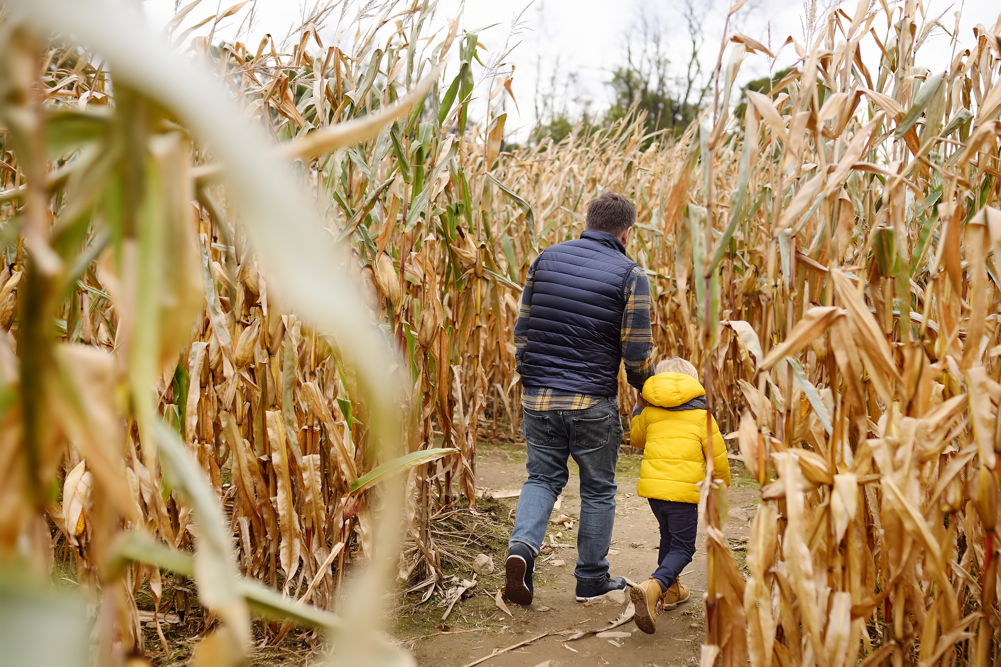 Father and child walking through a corn maze