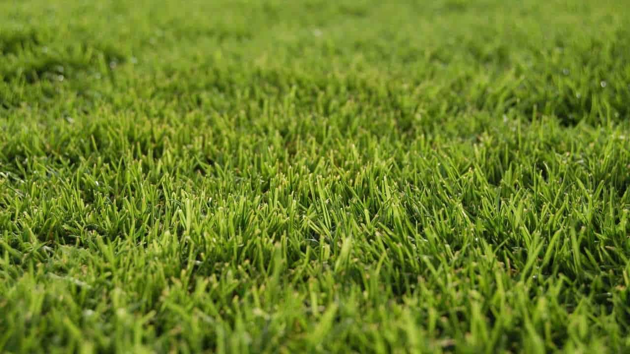 Love Your Lawn-Tips for Growing Killer Grass!