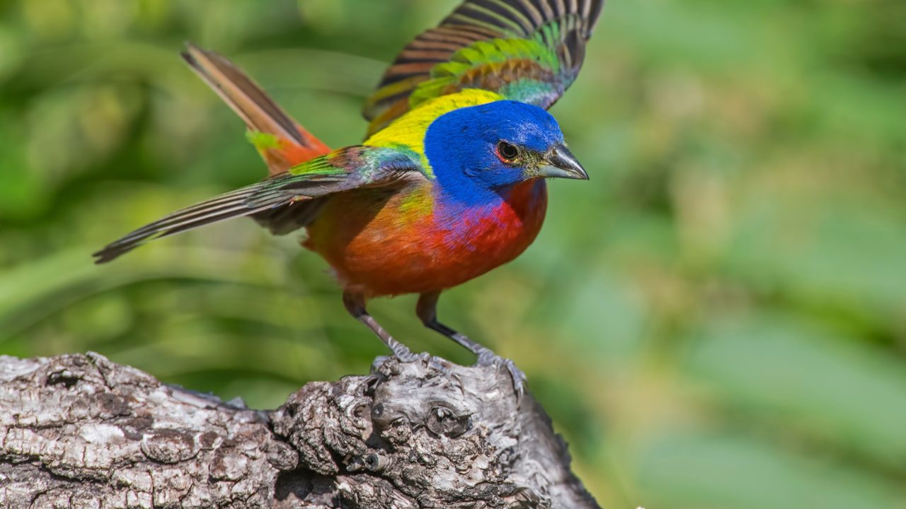 Birds of Southeast Georgia: What You’ll See Around Your New Home