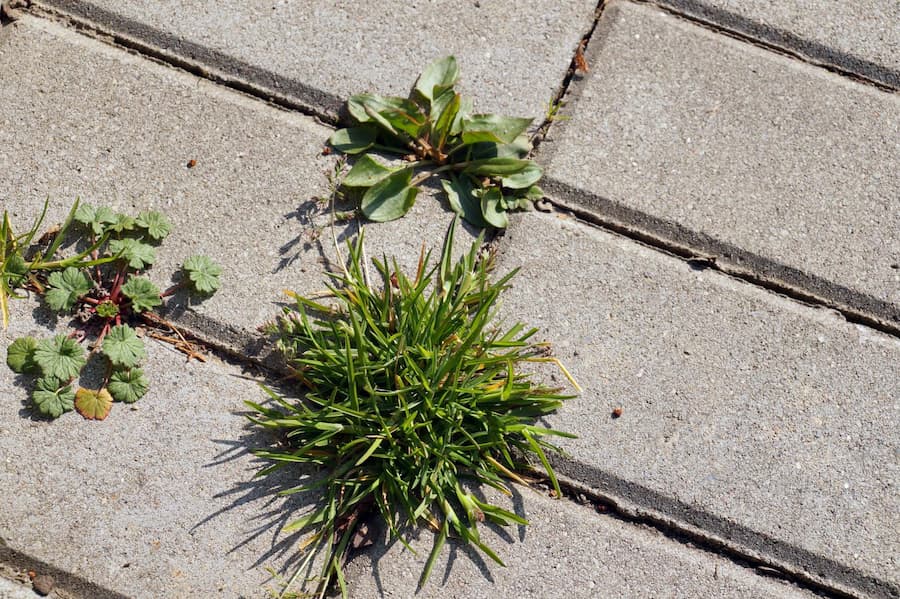 Make Your Own Organic Weed Killers!