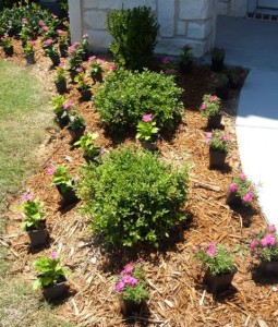 CA flowers laid out