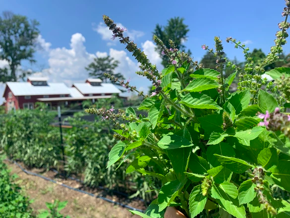 Crops on the farm.