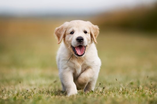 A Puppy's Eye View of Your New Home