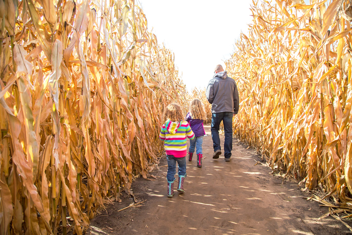 Family walking through corn maze.