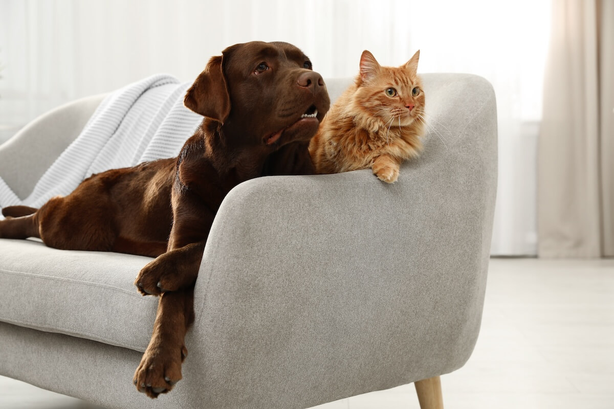Pets and Furniture - Tips for Owners