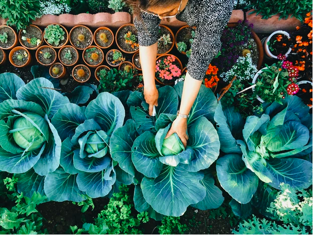 Woman gardening.