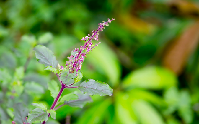 Tulsi.