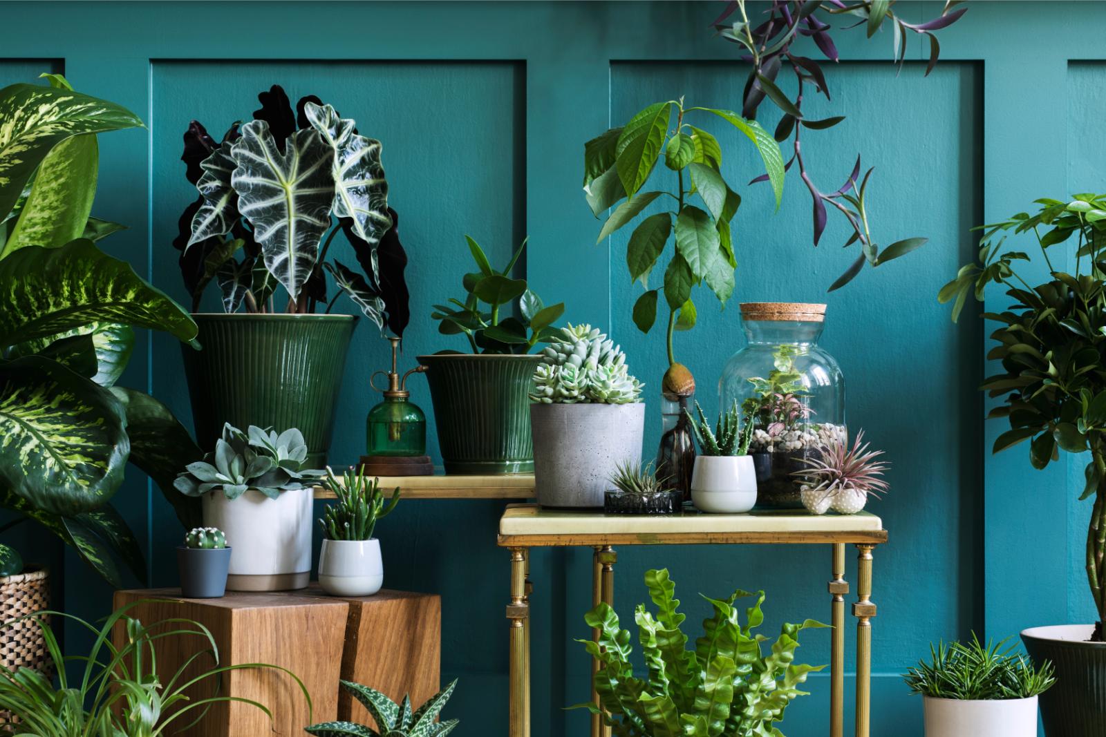 House Plants that Purify Your Air