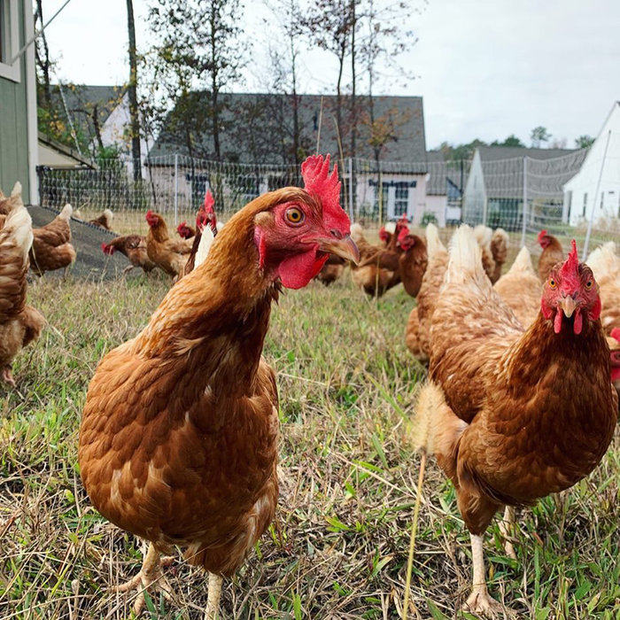 Chickens at Pinwheel Farm.