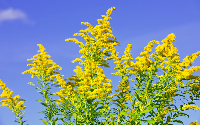 Goldenrod Tincture.