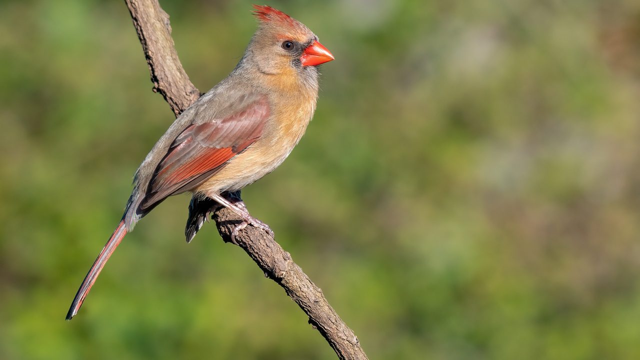 Female northern cardinal perched on a branch in Southeast Georgia backyard