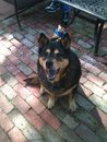 Simon sharon dog