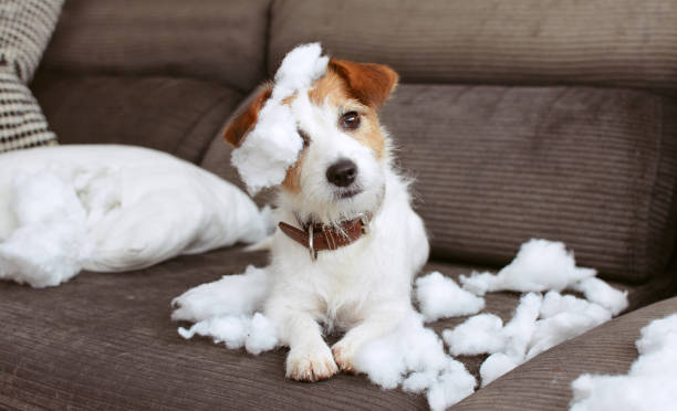 Pet Messes – Everyday Cleaning Tips You Need!